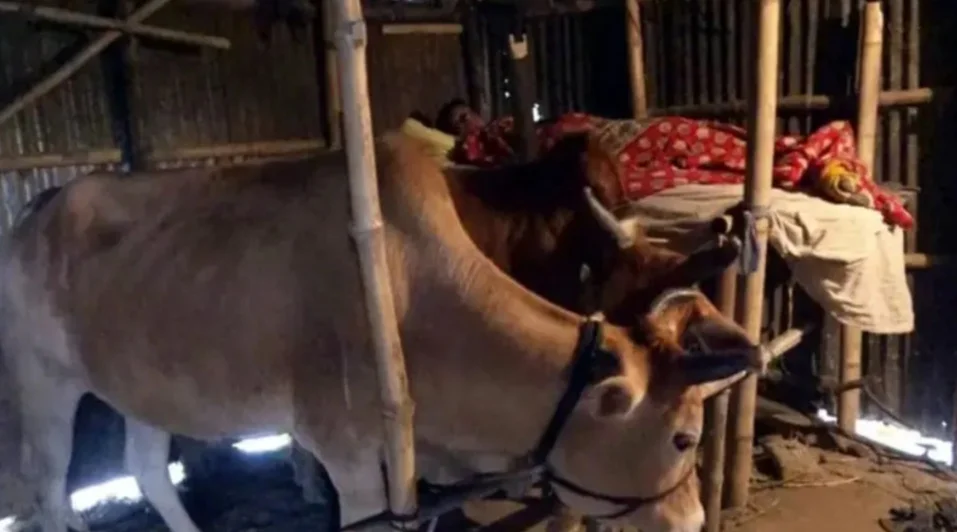 এমপি থাকেন গোয়াল ঘরে!
