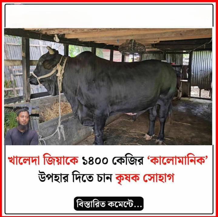 খালেদা জিয়াকে ১৪০০ কেজির ‘কালোমানিক’ উপহার দিতে চান কৃষক সোহাগ